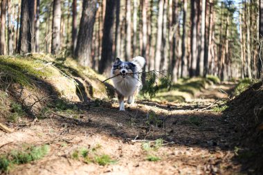 Mavi Merle Sheltand ve çoban köpeği ormanda sopayla koşuyor. Fotoğraf güneşli bir bahar gününde çekildi..