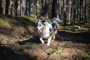 Mavi Merle Sheltand ve çoban köpeği ormanda dikiliyor. Fotoğraf ılık bir bahar gününde çekildi..