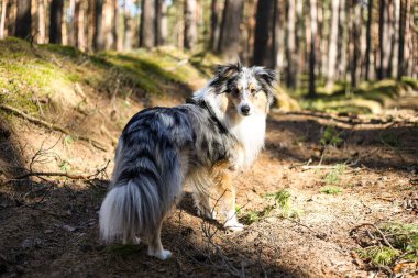 Mavi Merle Sheltand ve çoban köpeği ormanda dikiliyor. Fotoğraf ılık bir bahar gününde çekildi..