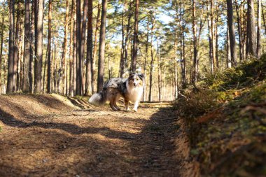 Mutlu mavi merle shetland çoban köpeği safkan köpeği ormanda yürüyor. Fotoğraf ılık bir bahar gününde çekildi..