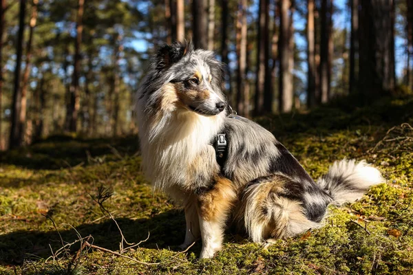 Owczarek Niebieski Merle Shetland Siedzi Trawie Leśnej Zdjęcie Zrobione Ciepły — Zdjęcie stockowe