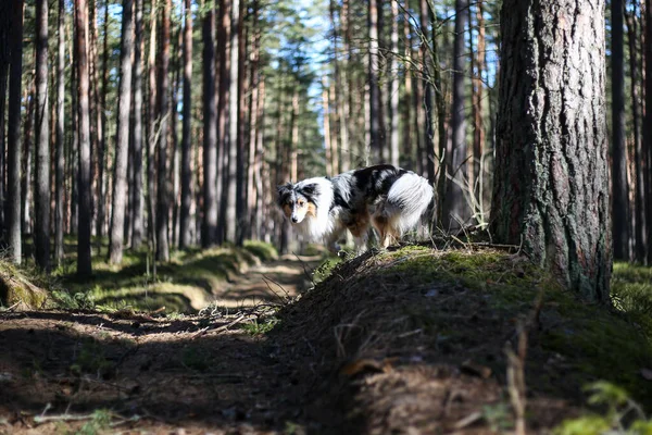 Blue Merle Sheltand Sheepdog Picioare Pădure Fotografie Făcută Într Caldă — Fotografie, imagine de stoc