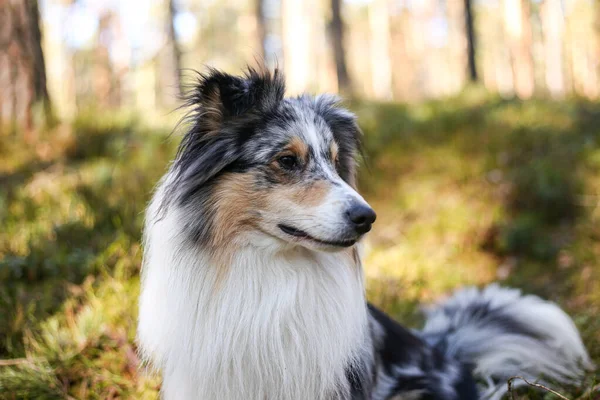 Närbild Foto Blå Merle Våtmark Fårhund Porträtt Hund Sitter Dagsljus — Stockfoto