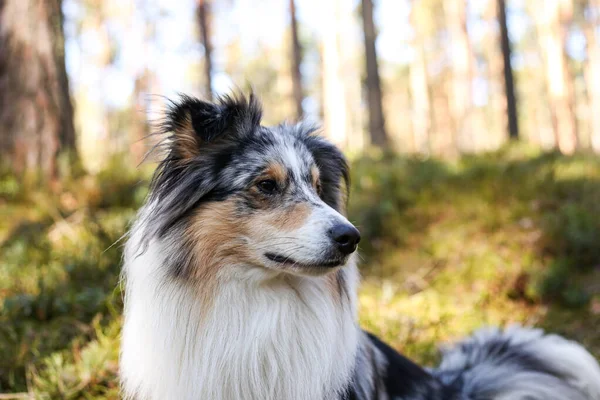 Närbild Foto Blå Merle Våtmark Fårhund Porträtt Hund Sitter Dagsljus — Stockfoto