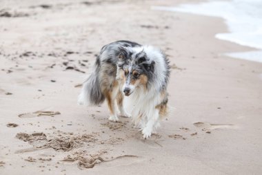 Mavi merle shetland çoban köpeği kumda Baltık Denizi 'nin yanında yürüyor. Fotoğraf rüzgarlı bir sonbahar gününde çekildi..