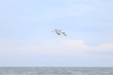 Gökyüzünde Baltık Denizi kıyısında uçan tek bir deniz kuşu. Fotoğraf, sıcak bir bulutlu günde çekildi..