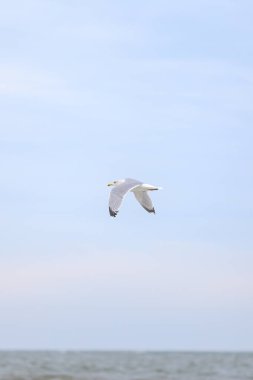 Gökyüzünde Baltık Denizi kıyısında uçan tek bir deniz kuşu. Fotoğraf, sıcak bir bulutlu günde çekildi..