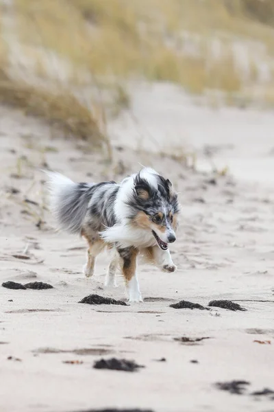 Modrý Merle Shetland Ovčák Běží Blízkosti Baltského Moře Písku Mnoha — Stock fotografie