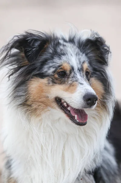 Närbild Blå Merle Våtmark Sheepdog Sheltie Porträtt Bild Tagna Nära — Stockfoto