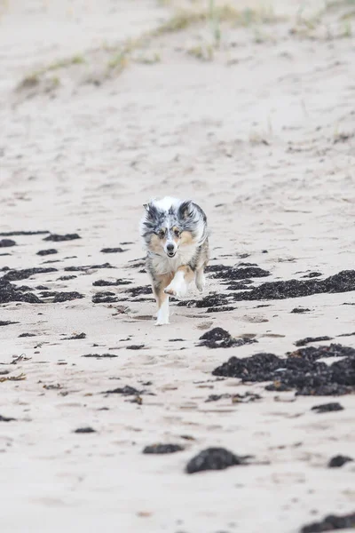 Merle Shetland 대해변 모래에서 근처에서 — 스톡 사진