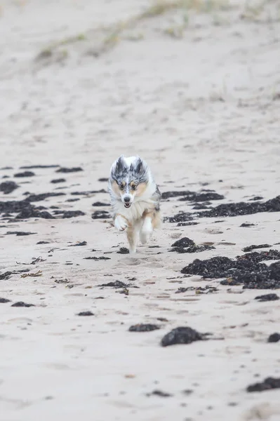 Merle Shetland 대해변 모래에서 근처에서 — 스톡 사진