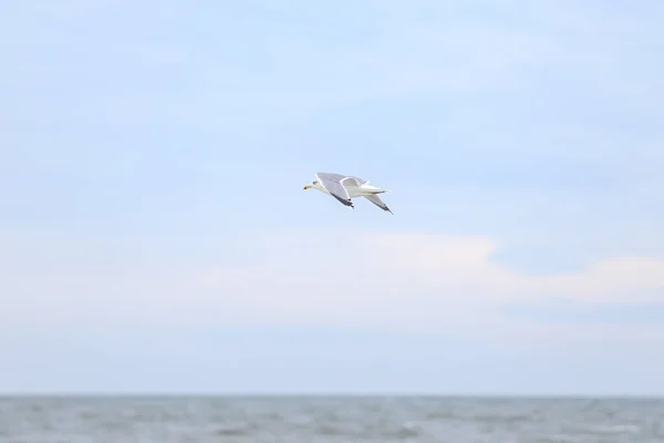 Seul Oiseau Mer Volant Près Rivage Baume Dans Ciel Photo — Photo