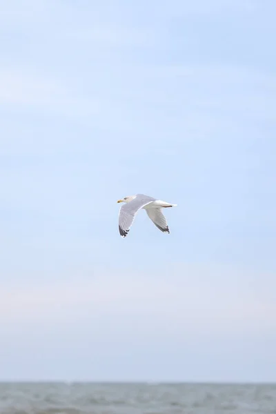 天空中 一只海鸟在轻柔的海岸附近飞翔 在温暖的阴天拍照 — 图库照片