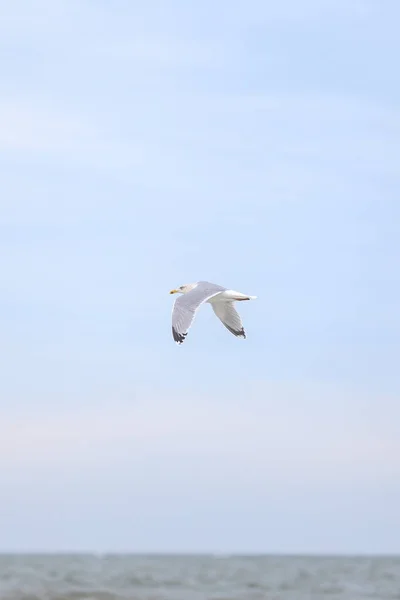 Una Sola Ave Marina Volando Cerca Orilla Del Mar Balticm — Foto de Stock