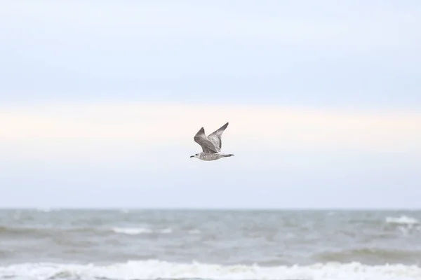 在阴天 海鸥在光秃秃的海岸上空飞翔 在温暖的秋日拍摄的照片 — 图库照片