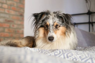 Mavi Merle Shetland Çoban Köpeği Sheltie rahat bir apartman yatağında yatıyor. Güzel köpek huysuz atmosferi.