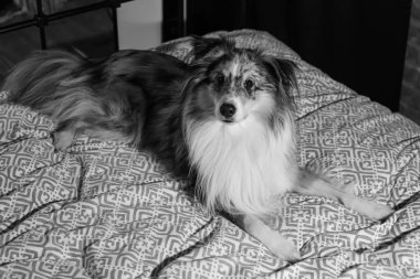 Güzel mavi merle shetland çoban köpeğinin yatakta uzanmış siyah beyaz fotoğrafı. Fotoğraf gecenin geç saatlerinde tek taraflı çekilmiş..