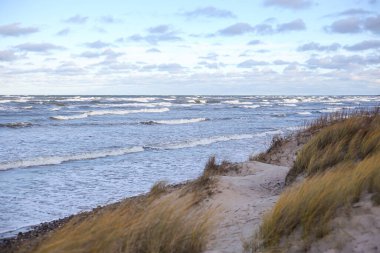 Baltık deniz kıyısı kıyı manzarası. Önünde deniz mahsulü, arkasında deniz dalgaları var. Fotoğraf rüzgarlı, bulutlu bir sonbahar gününde çekildi..