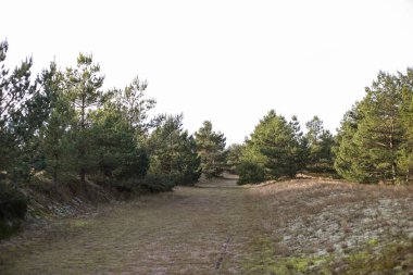 Deniz kenarında çam ağaçları olan doğal manzara. Fotoğraf bulutlu bir havada çekildi..