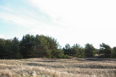 Tarlanın ve çam ağaçlarının doğa manzarası. Fotoğraf, sıcak bir bulutlu günde çekildi..