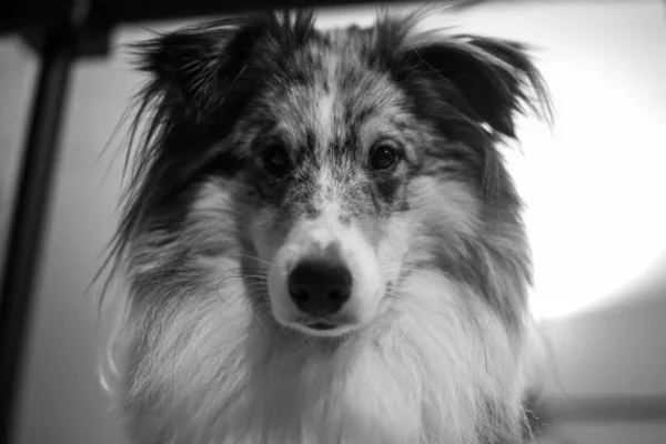 Güzel Mavi Merle Shetland Çoban Köpeğinin Yatakta Uzanmış Siyah Beyaz — Stok fotoğraf