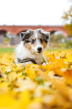 Mavi merle shetland çoban köpeği Sheltie köpek yavrusu sarı yaprakların arkasında. Fotoğraf sıcak, bulutlu bir sonbahar gününde çekildi..