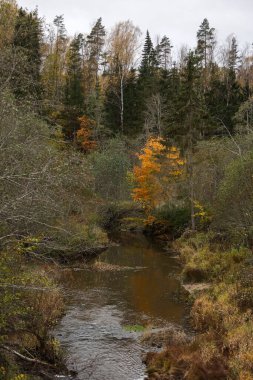 Ormanın içinden geçen küçük bir köy nehri. Fotoğraf, sıcak bir sonbahar gününde çekildi..