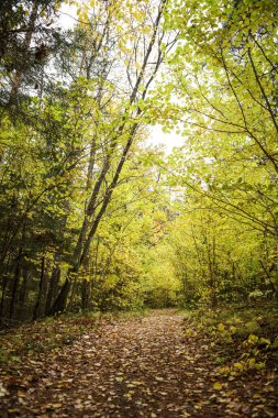 Ormanın içinden geçen küçük bir köy nehri. Fotoğraf, sıcak bir sonbahar gününde çekildi..