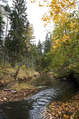 Ormanın içinden geçen küçük bir köy nehri. Fotoğraf, sıcak bir sonbahar gününde çekildi..
