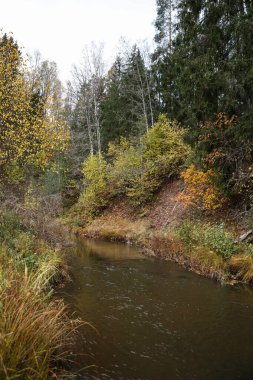 Ormanın içinden geçen küçük bir köy nehri. Fotoğraf, sıcak bir sonbahar gününde çekildi..