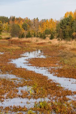 Etrafı ağaçlarla çevrili bataklık manzarası. Fotoğraf, güneşli bir sonbahar gününde çekildi..