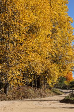 Kenarlarında sonbahar ağaçları olan güzel kıvrımlı taşra yolu. Fotoğraf, güzel bir sonbahar gününde kırsalda çekildi..