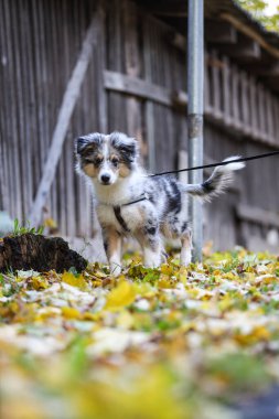 Kilise kulesinin ve sarı yaprakların güzel sonbahar tarzı fotoğrafı. Fotoğraf, sıcak ve bulutlu bir sonbahar gününde yapraklarla çekildi..