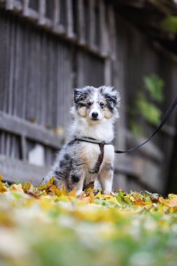 Kilise kulesinin ve sarı yaprakların güzel sonbahar tarzı fotoğrafı. Fotoğraf, sıcak ve bulutlu bir sonbahar gününde yapraklarla çekildi..