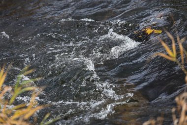 Venta nehrindeki küçük dalgaların ayrıntılarını kapat. Fotoğraf, sıcak bir sonbahar gününde çekildi..