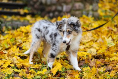 Güzel mavi merle shetland çoban köpeği Sheltie sonbahar havasından sarı detaylarla tasmalı. Fotoğraf Letonya 'da, sıcak bir Ekim gününde çekildi..