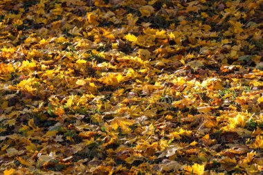 Güzel sarı sonbahar yapraklarının detaylarını kapat. Fotoğraf gün ışığında, güneşli koşullarda çekildi..