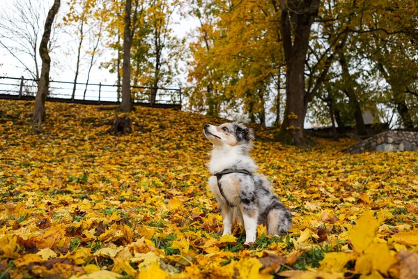 Blue Merle Shetland Sheepdog Sheltie Puppy Background Yellow Leaves Photo — Stock Photo, Image