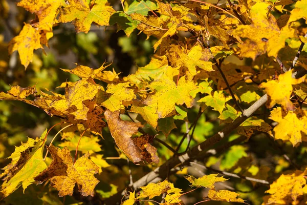 Close Details Beautiful Yellow Autumn Leaves Photo Taken Daylight Sunny — ストック写真