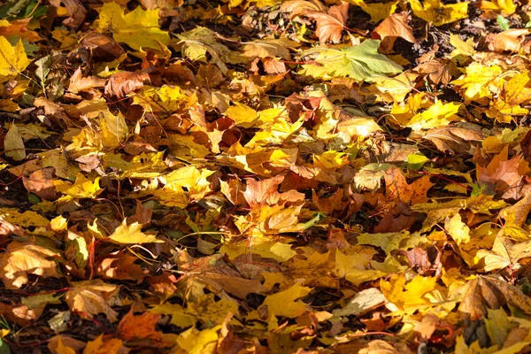 Nahaufnahme Von Details Der Schönen Gelben Herbstblätter Foto Bei Tageslicht — Stockfoto