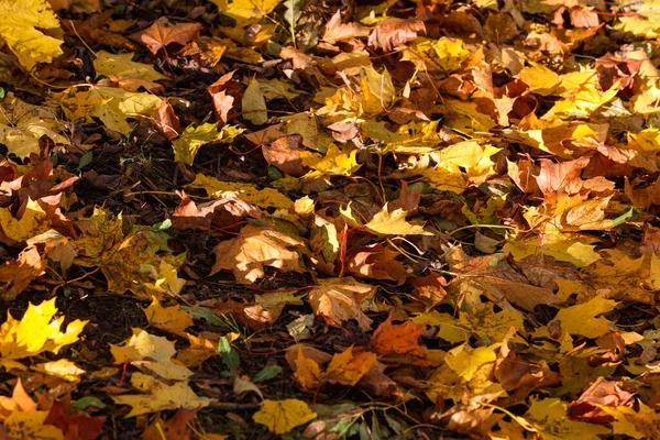 Nahaufnahme Von Details Der Schönen Gelben Herbstblätter Foto Bei Tageslicht — Stockfoto