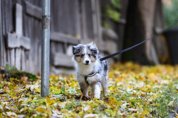 Kilise kulesinin ve sarı yaprakların güzel sonbahar tarzı fotoğrafı. Fotoğraf, sıcak ve bulutlu bir sonbahar gününde yapraklarla çekildi..