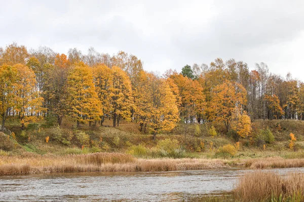 Beau Paysage Automne Vue Sur Ville Avec Arbres Automne Jaunes — Photo