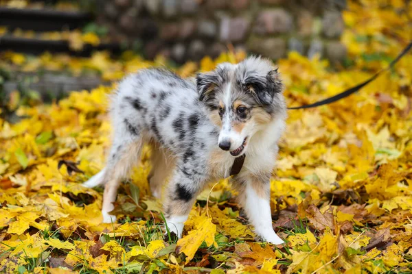 Güzel mavi merle shetland çoban köpeği Sheltie sonbahar havasından sarı detaylarla tasmalı. Fotoğraf Letonya 'da, sıcak bir Ekim gününde çekildi..
