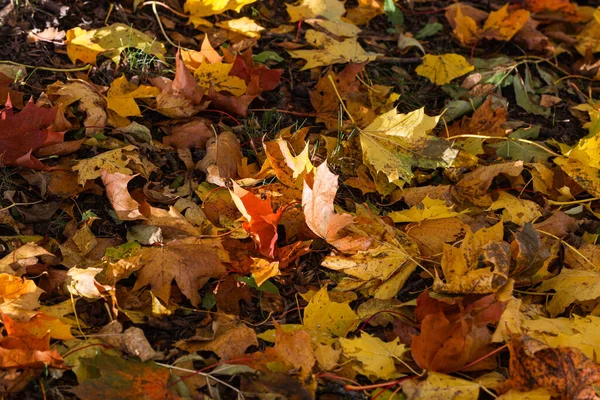 Nahaufnahme Von Details Der Schönen Gelben Herbstblätter Foto Bei Tageslicht — Stockfoto