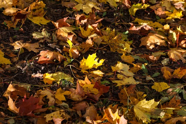 Nahaufnahme Von Details Der Schönen Gelben Herbstblätter Foto Bei Tageslicht — Stockfoto