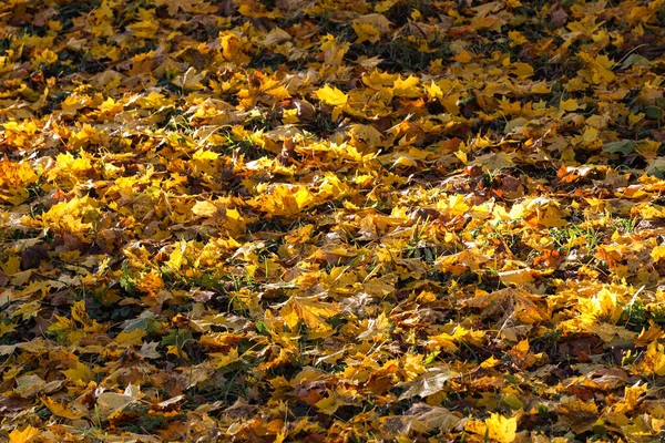Nahaufnahme Von Details Der Schönen Gelben Herbstblätter Foto Bei Tageslicht — Stockfoto