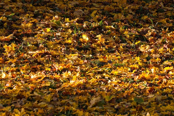 Feche Detalhes Belas Folhas Outono Amarelas Foto Tirada Luz Dia — Fotografia de Stock