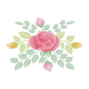 Suluboya doğal gül çiçeği ve set tasarımını bırak