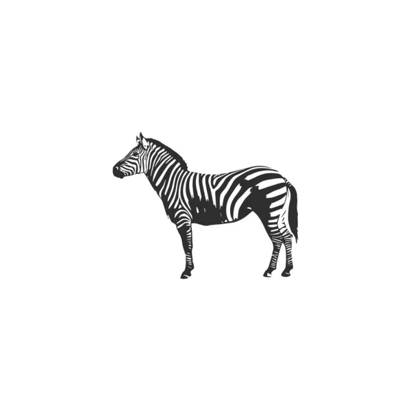 Зебра Вдохновитель Дизайна Логотип Zebra Белом Фоне — стоковый вектор